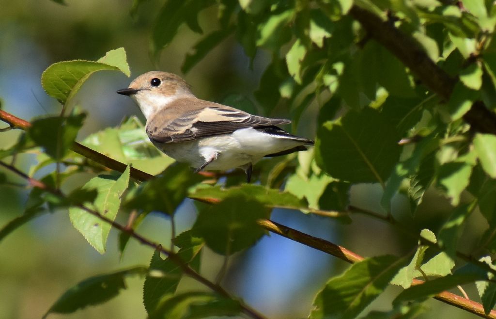 Balia nera ((Ficedula hypoleuca) ?  S� !